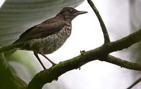 Sao Tome Thrush