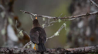 Island Thrush