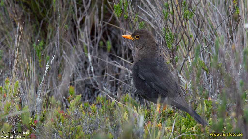 Tasman Sea Island Thrushadult