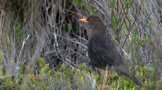 Island Thrush