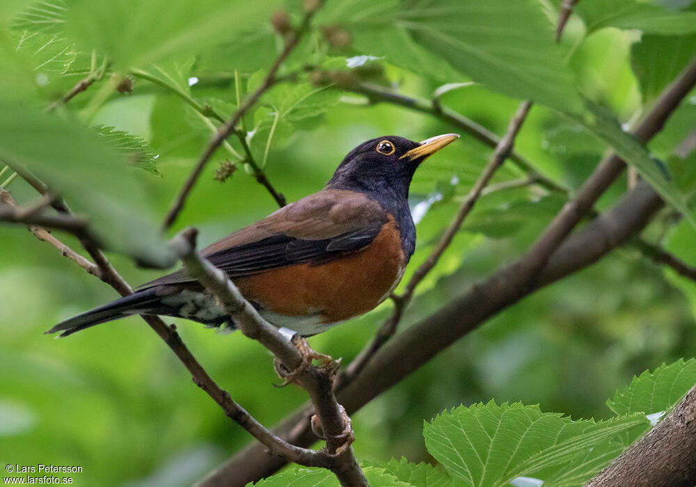 Izu Thrush