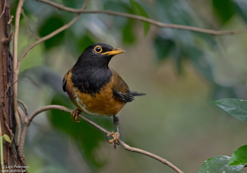 Izu Thrush