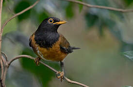 Izu Thrush