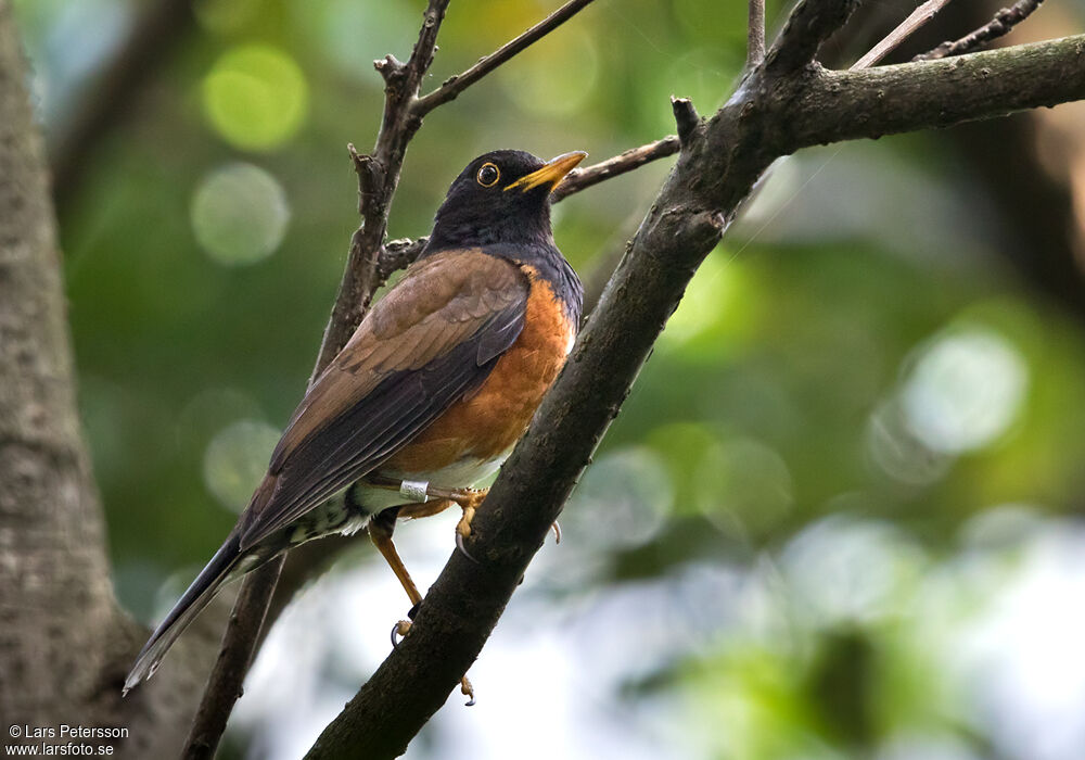 Izu Thrush