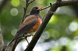 Izu Thrush