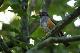 Taita Thrush