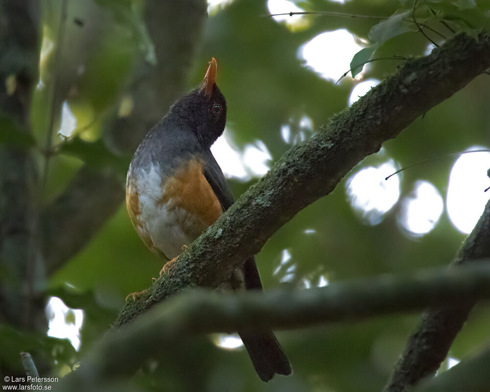 Taita Thrush