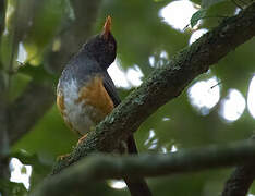 Taita Thrush