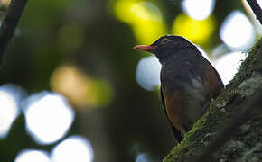 Taita Thrush