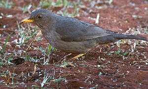 Karoo Thrush