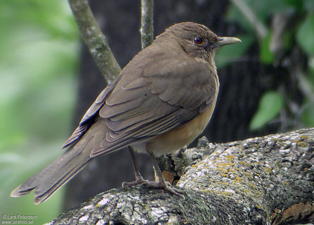 Clay-colored Thrush