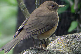 Clay-colored Thrush