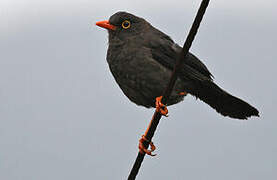 Great Thrush