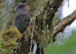 Great Thrush