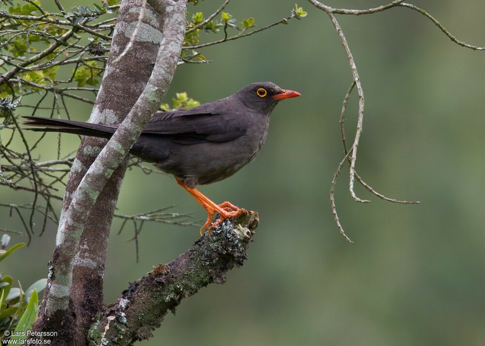 Great Thrush