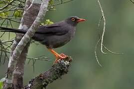 Great Thrush