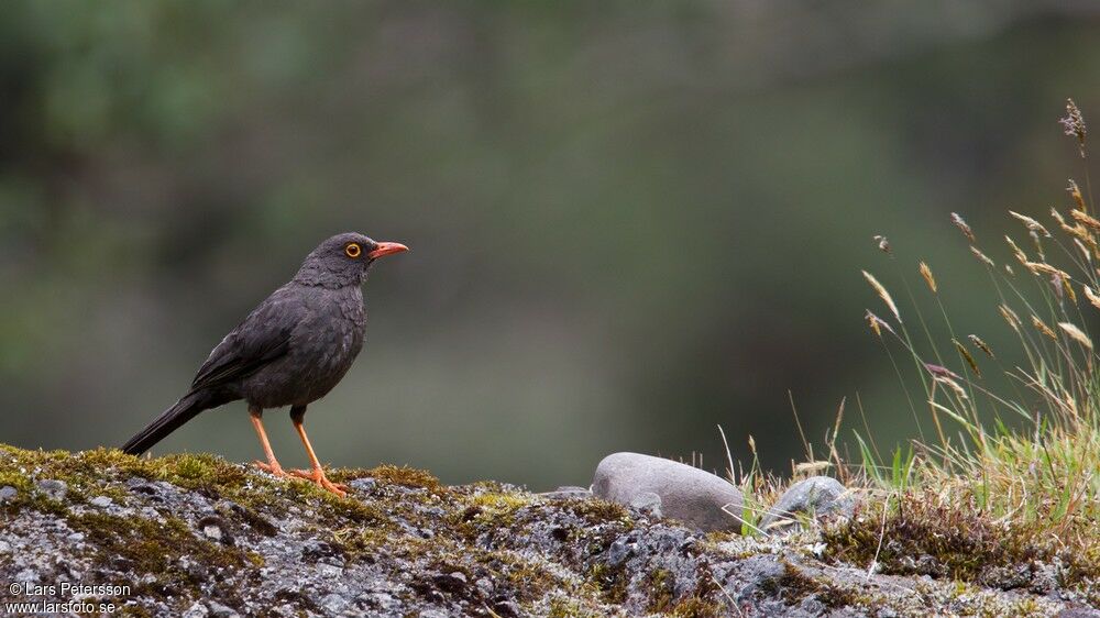 Great Thrush