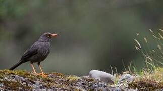 Great Thrush