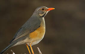 Kurrichane Thrush