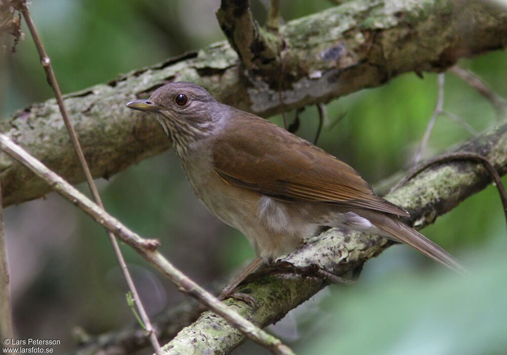 Pale-breasted Thrush