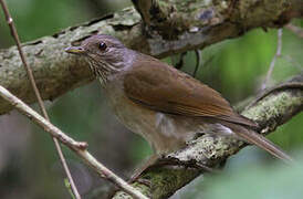 Pale-breasted Thrush