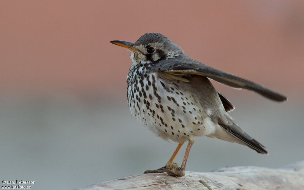 Groundscraper Thrush