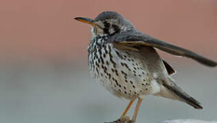 Groundscraper Thrush