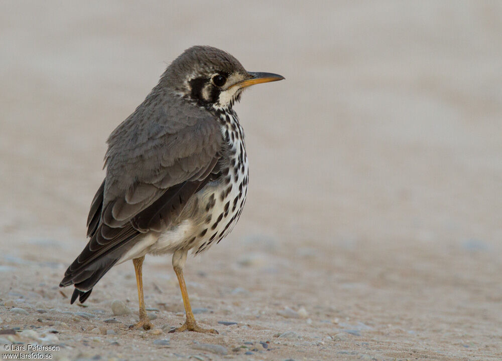 Groundscraper Thrush