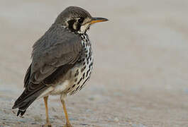 Groundscraper Thrush