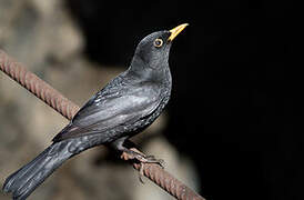 Common Blackbird