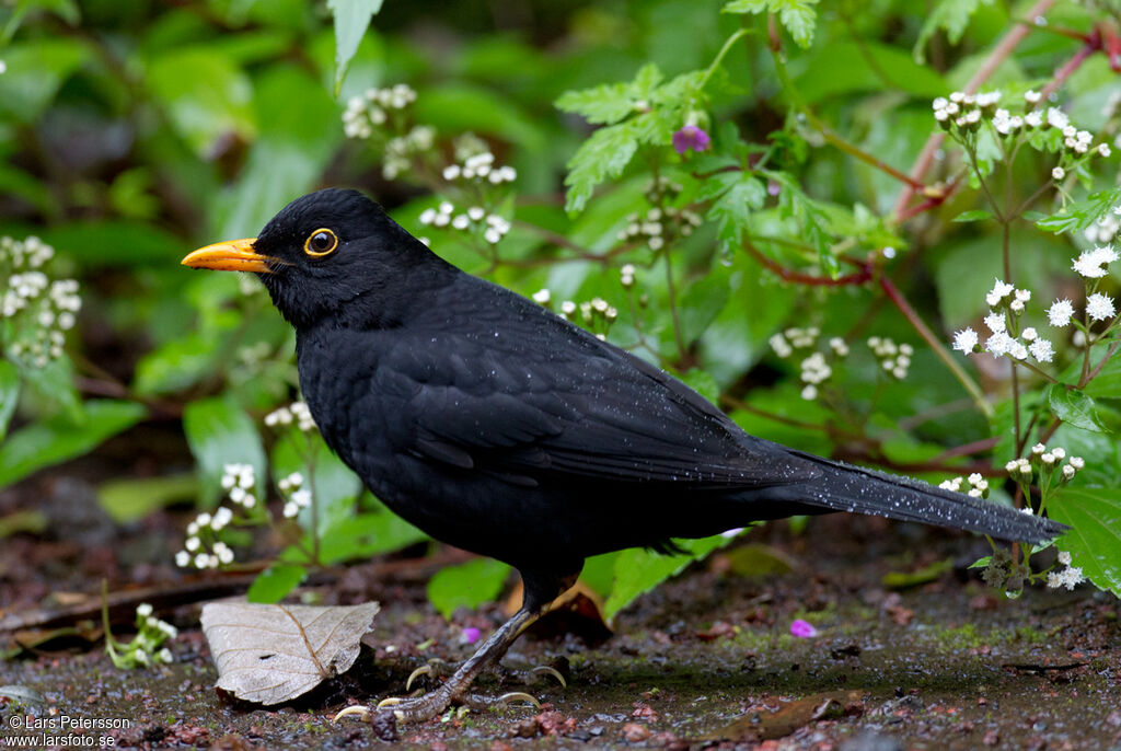 Common Blackbird