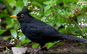 Common Blackbird