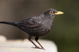 Common Blackbird