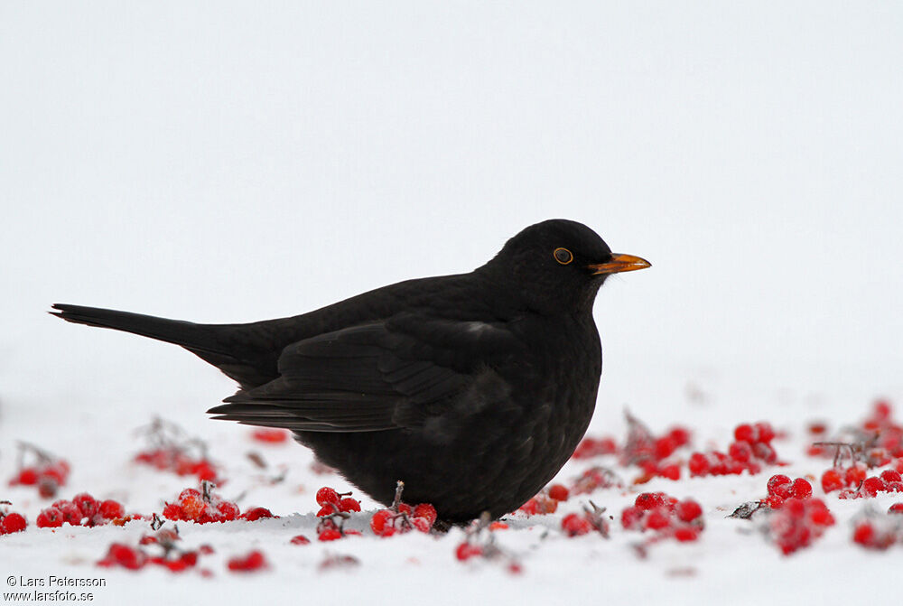 Common Blackbird