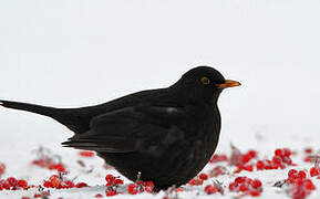 Common Blackbird