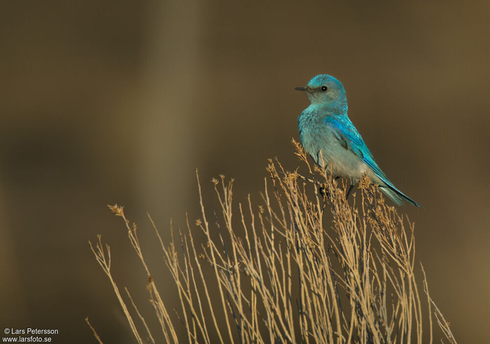 Mountain Bluebird