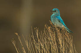 Mountain Bluebird