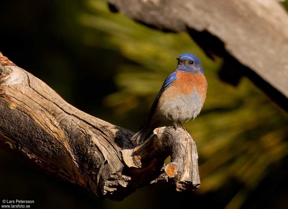 Western Bluebird