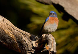 Western Bluebird