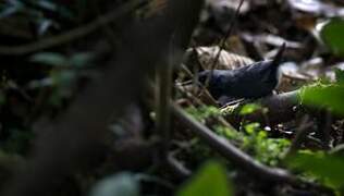 Ash-colored Tapaculo