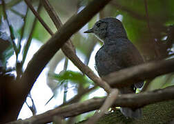 Diamantina Tapaculo