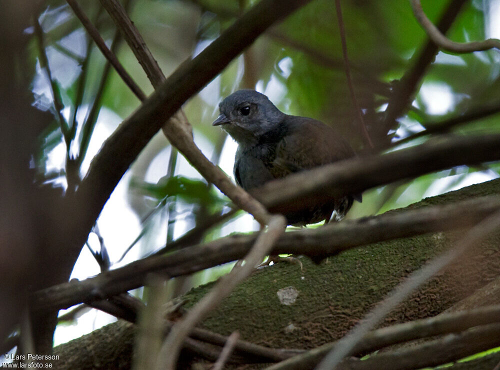 Diamantina Tapaculo