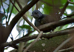 Diamantina Tapaculo