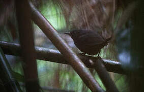 Mouse-colored Tapaculo