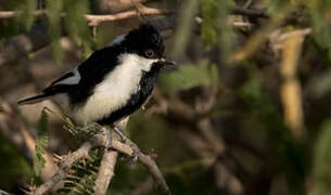 White-naped Tit