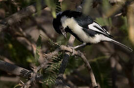 White-naped Tit