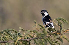 White-naped Tit