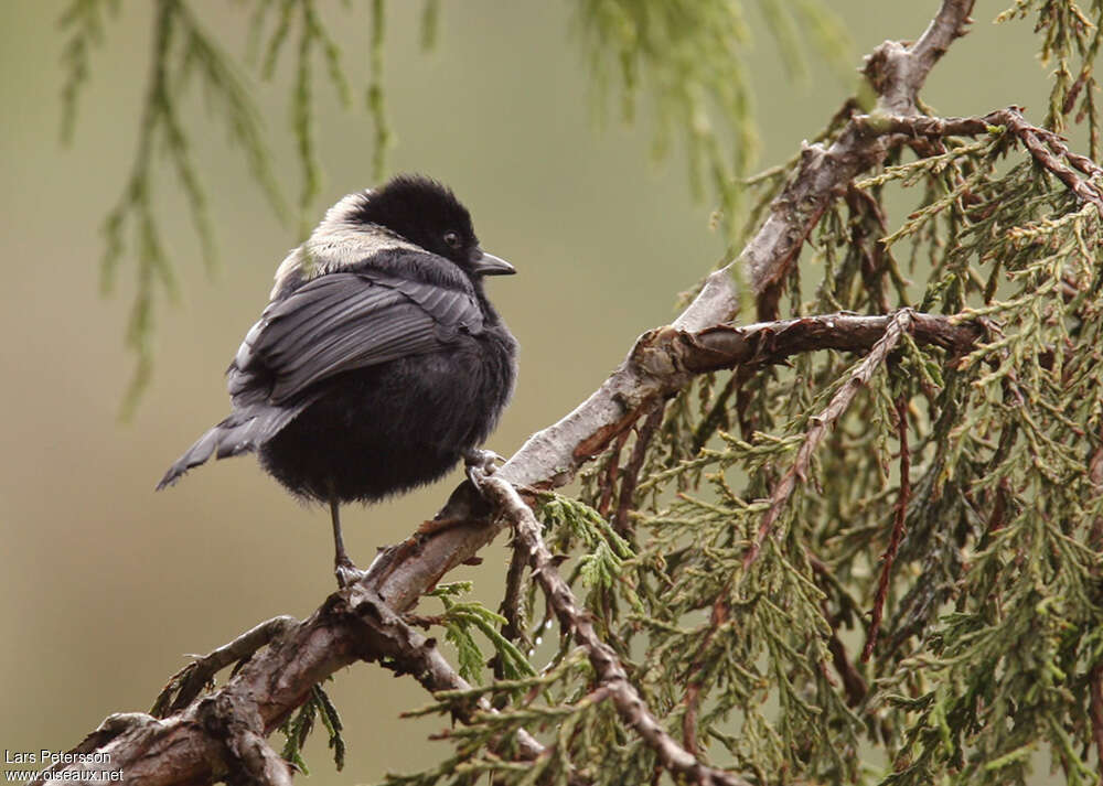 White-backed Black Titadult, pigmentation