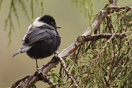 White-backed Black Tit