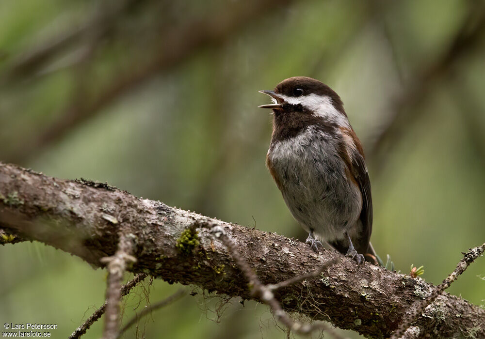 Mésange à dos marron